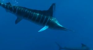 Pic: Mick Fletoridis